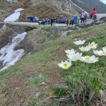 Fioritura di Anemone alpino e mezzi motorizzati al Colle delle Finestre - Foto D. Giuliano
